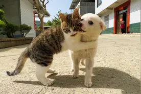 猫捉蜜蜂，被蛰后反应太搞笑