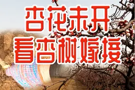 3月20日杏花虽没有盛开，但看到了杏树嫁接的过程，也值了视频封面
