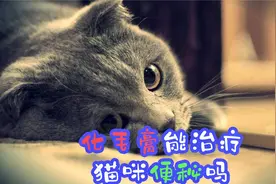 化毛膏能治疗猫咪便秘吗视频封面