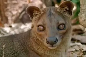 狐猴们的天敌：马岛獴视频封面