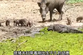 疣猪妈妈为了幼崽狂咬鳄鱼，保护野生动物世界零距离冷知识视频封面