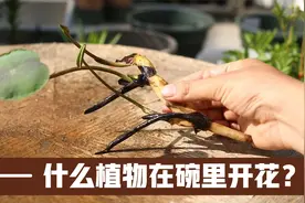 什么莲花可以在碗里开花？它就是碗莲，园艺师教你，正确栽种技巧视频封面