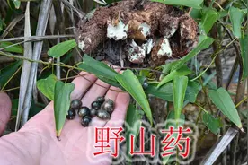 山中食材野山药是个宝，不能跟南瓜与猪肝同吃，遇见大家认识吗？视频封面