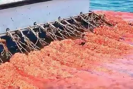 渔民放几条绳子下海，海鲜瞬间自动挂满，场面太壮观了！