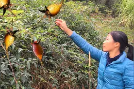 路边全身带刺的植物，用来泡酒对已婚男女帮助大，就是太危险了视频封面