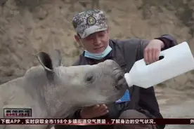 白犀牛妈妈怀孕502天，生下140斤大宝宝，叫什么名字你来定视频封面