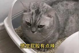 你们见过得痔疮的猫咪吗？它竟然偷偷吃辣椒？难怪得痔疮！视频封面