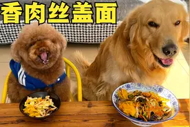 金毛不听口令干饭，泰迪犬给足面子下了镜头就满院子追咬教训金毛视频封面