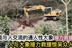 通人性能与人交流的大象，人与亚洲大象接力救援，惊呆了云南众人视频封面