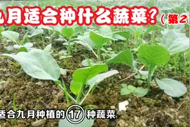 九月可以种什么蔬菜？30年种菜阿姨告诉我，这17种现在种很合适视频封面