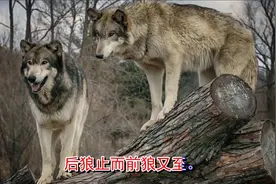 七上-18-《狼》诵读视频封面