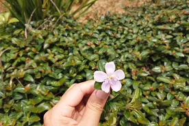 农村姑娘上山打野，无意间发现山地菍，看有什么作用？视频封面