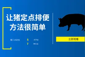 让猪定点排便，很简单，7种方法5天搞定，清理猪舍不再费劲