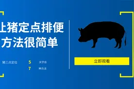 让猪定点排便，很简单，7种方法5天搞定，清理猪舍不再费劲视频封面