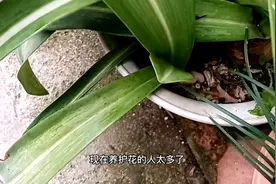 “朱顶红”只长叶不开花，不妨“虐一虐”，或许会有意外惊喜