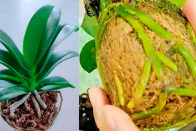 蝴蝶兰长花剑后可以换盆吗？怎样换盆？这样做不消苞也不影响开花视频封面