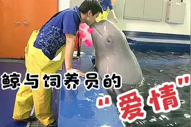 一只白鲸爱上它的男性饲养员，深深迷恋不能自拔，拒绝任何人靠近视频封面