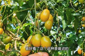 种植黄皮选择什么品种比较好？这两种黄皮才是市场上公认最好的