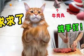 人类是如何利用牛肉丸驯服贪吃橘猫的