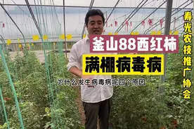 西红柿病毒病的发病原因，以及应该如何防治！视频封面