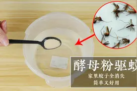 白糖加上它，蚊子来多少灭多少，家里蚊子全部消失，简单又好用视频封面
