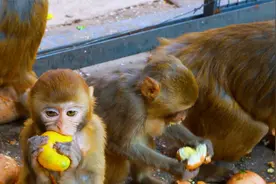 北京动物园猕猴的餐食太丰富了，猴子们都挑花了眼视频封面