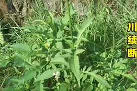 川续断的作用与功效