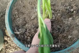 盆栽草莓的简单操作流程是这样的，抓住重点，成活率才会高视频封面