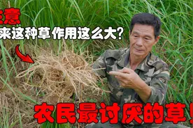 农民最讨厌的草！它的根煮水帮你解决大问题，原来它的作用这么大视频封面