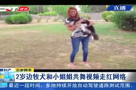 羡慕！2岁边牧犬和小姐姐共舞视频走红网络，这肢体协调性太好视频封面