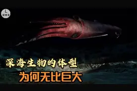 深海的生物为何体型巨大，走进大海，探索来自海洋深处的生物奥秘视频封面