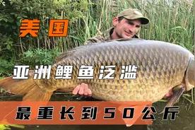亚洲鲤鱼在美国泛滥成灾，最大长到50多公斤，实在吃不下啊！视频封面