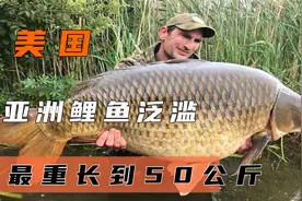 亚洲鲤鱼在美国泛滥成灾，最大长到50多公斤，实在吃不下啊！视频封面