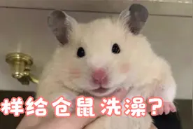 怎样给仓鼠洗澡？