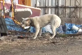 一只被项圈勒进脖子的可怜流浪狗，解救过程看哭无数网友视频封面