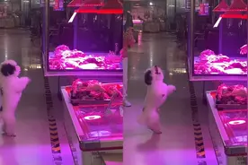 狗子肉摊前连续作揖讨肉吃，主人：自学成才，每次都能要到食物视频封面