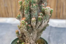 仙人掌出现炭疽病的2个原因，到了这种情况，已经救不活了！视频封面