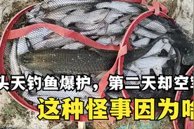 第一天钓鱼爆护，第二天却空军，这种怪事到底是因为啥？视频封面