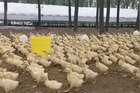小鹅容易得痛风，但归根到底还是你管理的疏忽，你知道吗？视频封面
