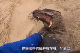 老外冒险解救被困海豹，不料海豹突然发难，一口咬向男子手臂视频封面