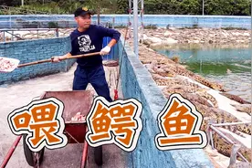 喂鳄鱼需要技术吗？实拍鳄鱼养殖场，一天就可以吃掉5000斤鸡头视频封面