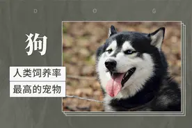 狗——人类饲养率最高的宠物视频封面