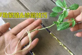 如何繁殖及修剪罗勒（九层塔），使其永远生长？视频封面