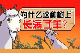 究竟是什么神秘力量，让羊纷纷上树？视频封面