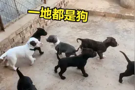 主人给7只小奶狗换狗窝，咕噜噜跑了“一地狗”，简直太可爱了啊视频封面