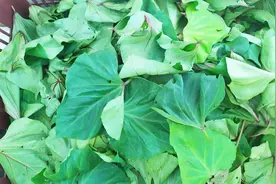 新鲜的红薯叶吃不完千万别扔掉，简单处理下制成干菜，超级美味