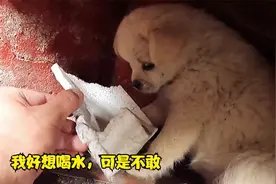 小狗在废墟中无依无靠孤独生活，暖心小哥将其带回家中救助视频封面