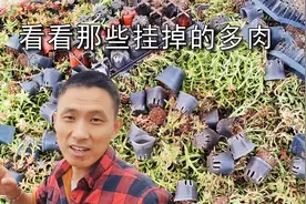 多肉大棚转一圈，看看那些挂掉的多肉，徒长的直接扔掉！视频封面