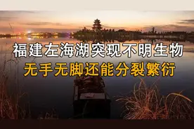 福建左海湖现不明生物，无手无脚还能分裂繁衍，行踪不定神出鬼没