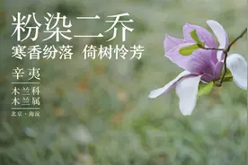 白玉兰和紫玉兰如何辨别？紫玉兰为什么又叫辛夷？视频封面